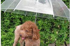 Miglior ombrello per cani arcaplanet